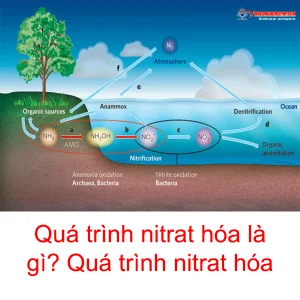 Quá trình natri hóa